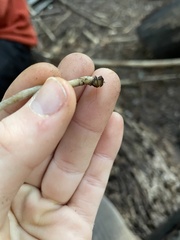 Myochromella boudieri