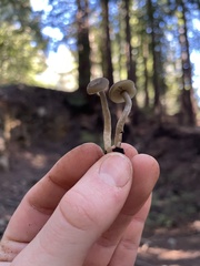 Myochromella boudieri