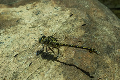 Ceratogomphus pictus
