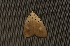 Asota iodamia
