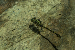 Ceratogomphus pictus