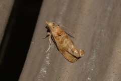 Lobesia xylistis
