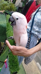 Cacatua moluccensis