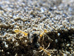 Myrmecocystus testaceus