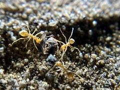 Myrmecocystus testaceus