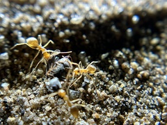 Myrmecocystus testaceus