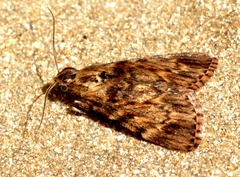 Mimaglossa nauplialis