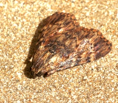 Mimaglossa nauplialis