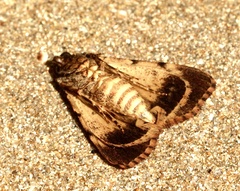 Mimaglossa nauplialis