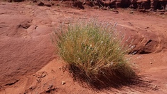 Astragalus moencoppensis