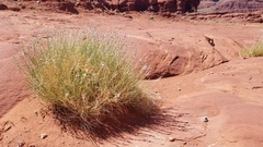 Astragalus moencoppensis