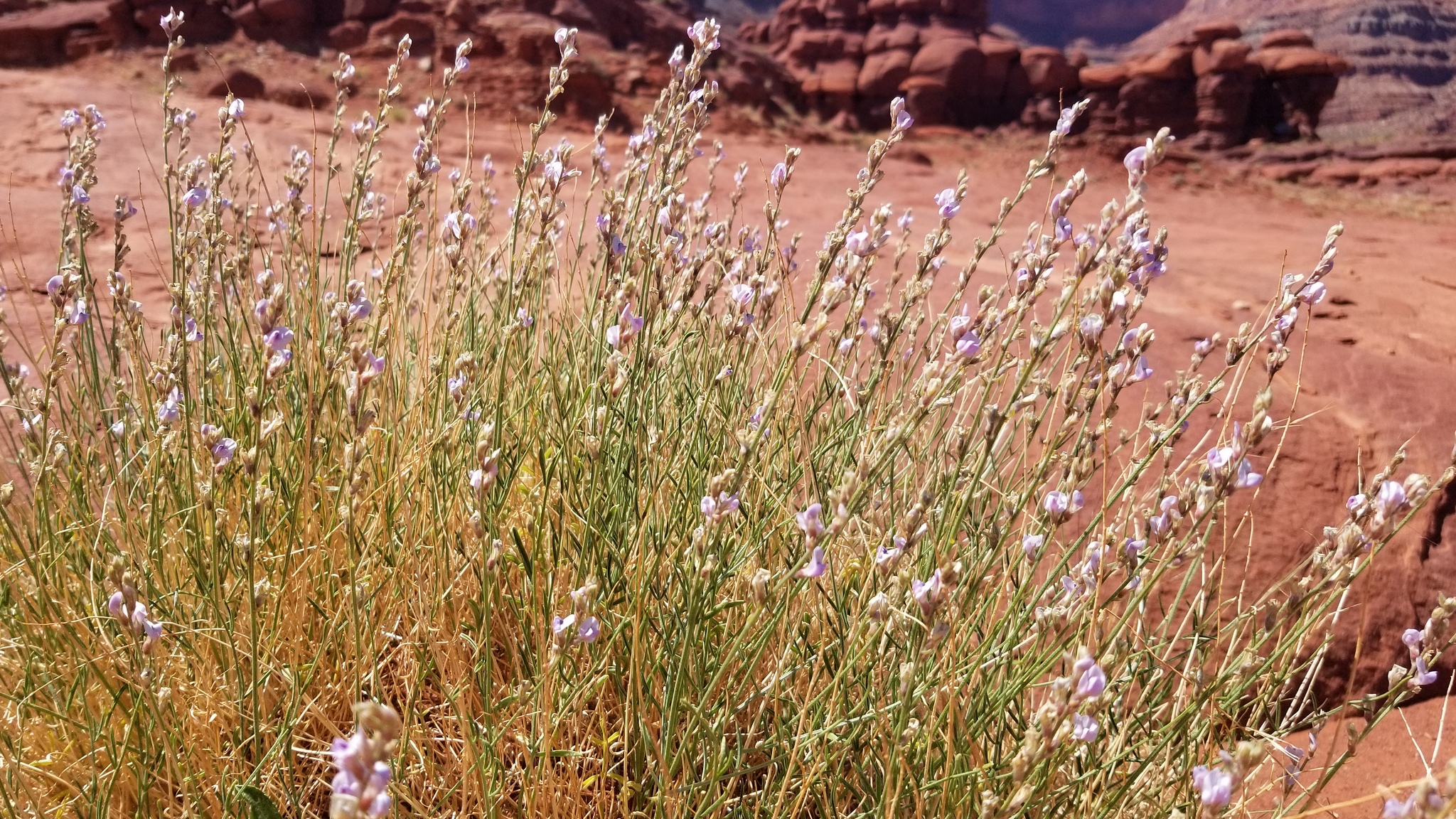 Astragalus moencoppensis