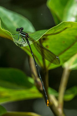 Allocnemis leucosticta