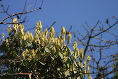 Actinodaphne malabarica