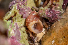 Tricolia pullus