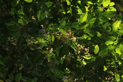 Syzygium gardneri