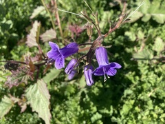 Phacelia minor