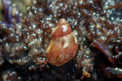 Tricolia pullus