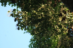 Syzygium gardneri