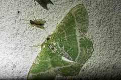 Eucyclodes insperata