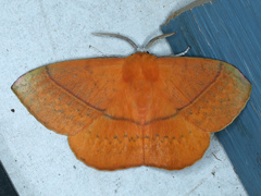 Anthela excellens