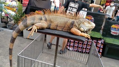 Iguana