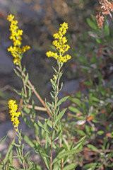 Solidago velutina