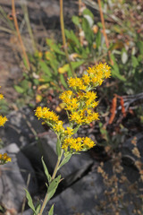 Solidago velutina