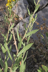 Solidago velutina