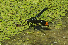 Synagris
