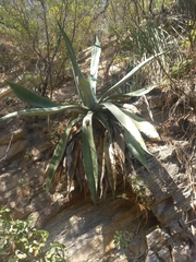 Agave marmorata
