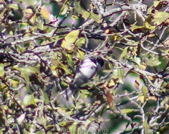 Poecile sclateri