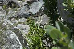 Nectarinia famosa