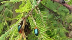 Phrynocepha pulchella