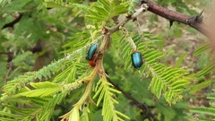 Phrynocepha pulchella