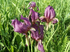 Iris aphylla