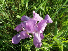 Iris aphylla