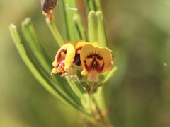 Gastrolobium cuneatum