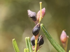 Gastrolobium cuneatum