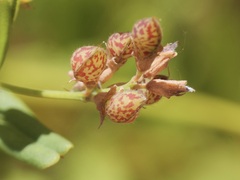 Gastrolobium cuneatum