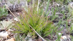Pedicularis