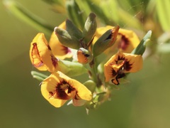 Gastrolobium cuneatum