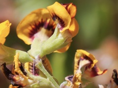 Gastrolobium cuneatum