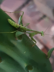 Pseudomantis albofimbriata