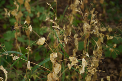 Smyrnium perfoliatum