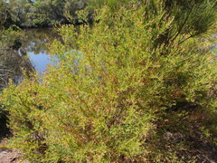 Gastrolobium cuneatum