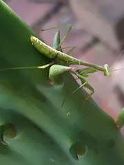 Pseudomantis albofimbriata