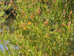 Gastrolobium cuneatum