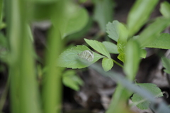 Leptosia nina niobe
