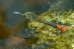 Pseudagrion massaicum